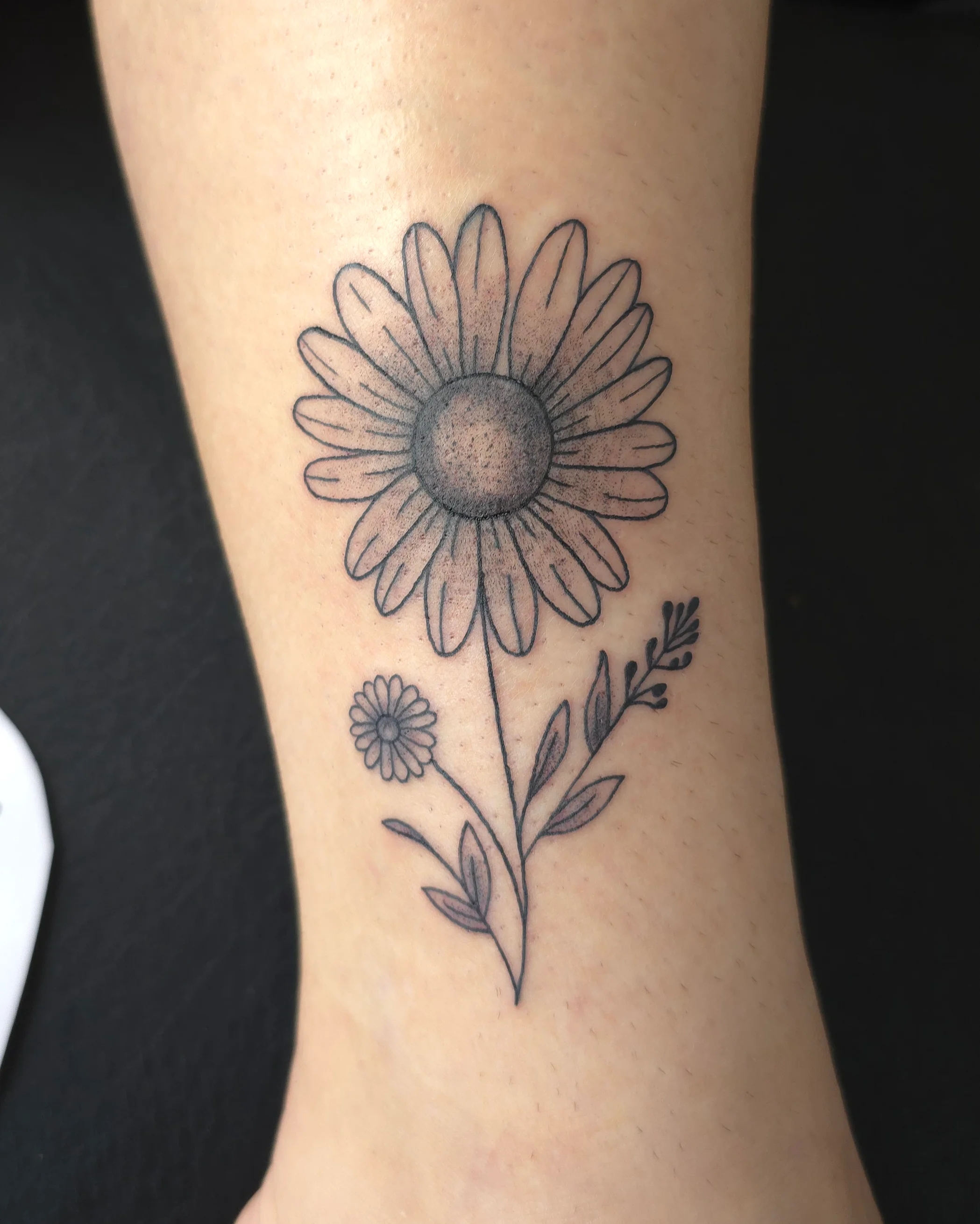 Daisy