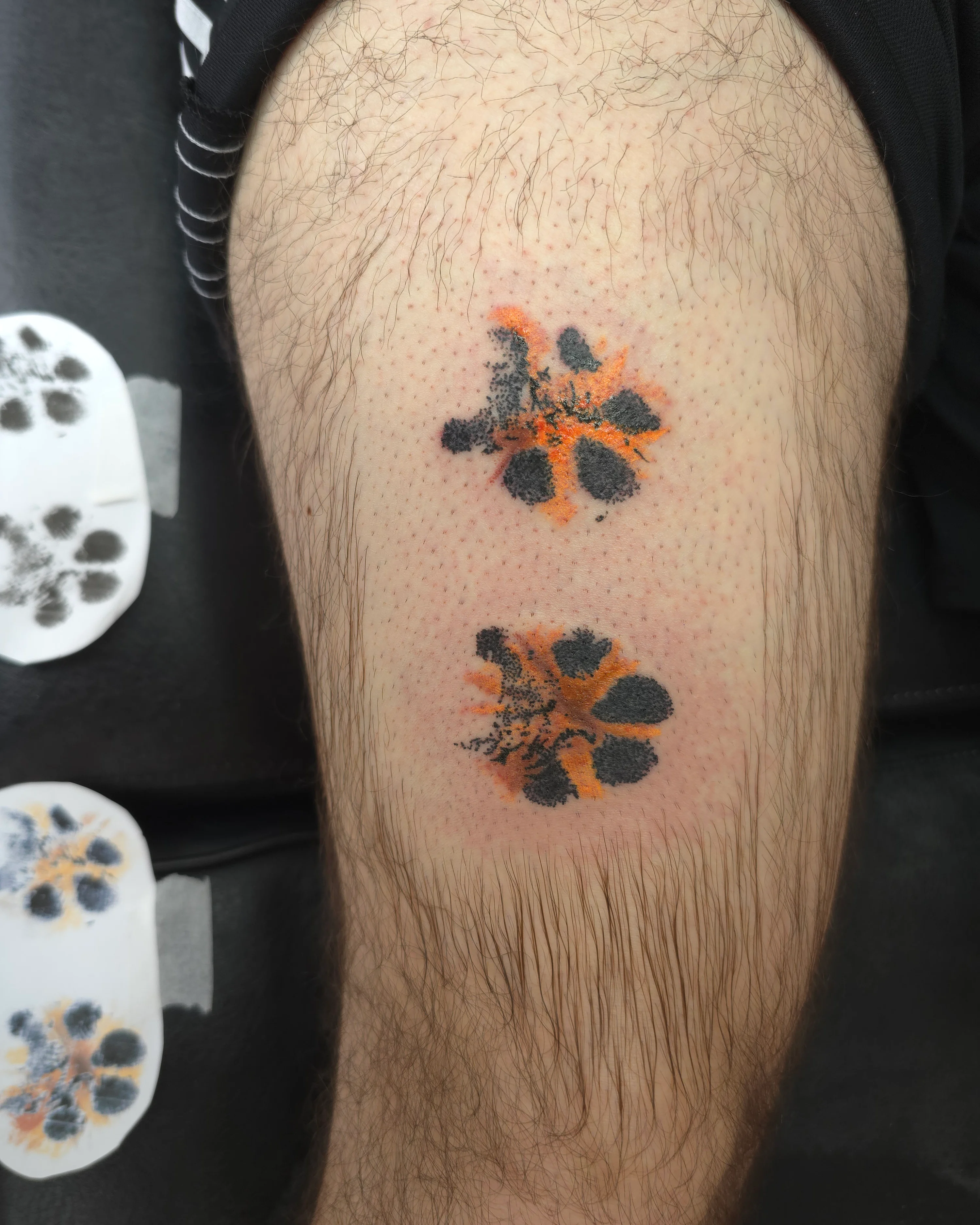 Paw Prints